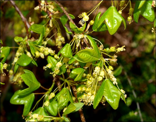 Acer monspessulanum 8