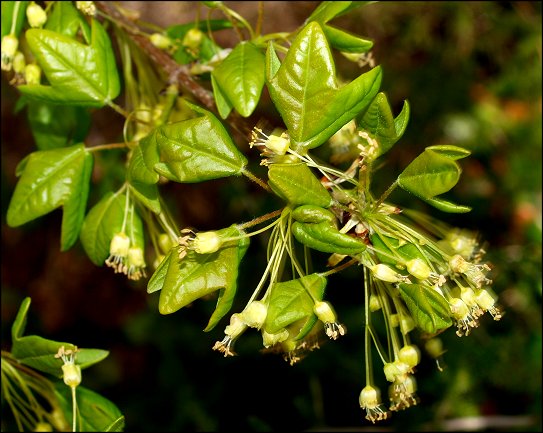 Acer monspessulanum 9
