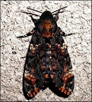 Acherontia atropos 1