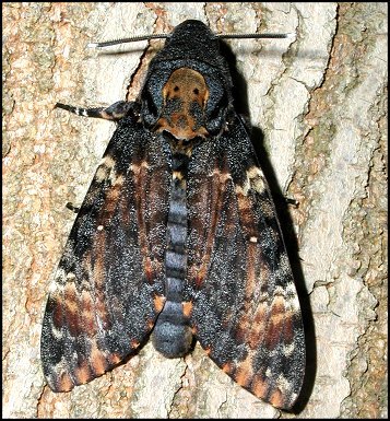 Acherontia atropos 2