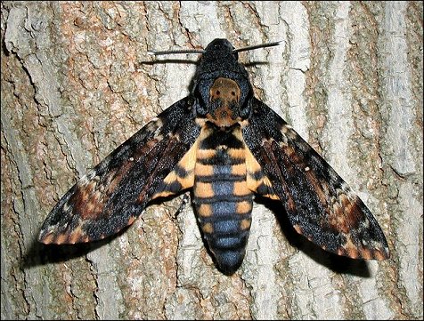 Acherontia atropos 4