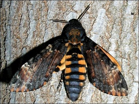 Acherontia atropos 5