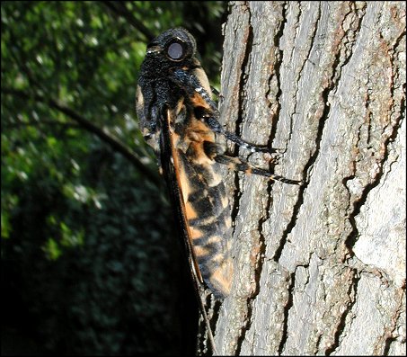 Acherontia atropos 6