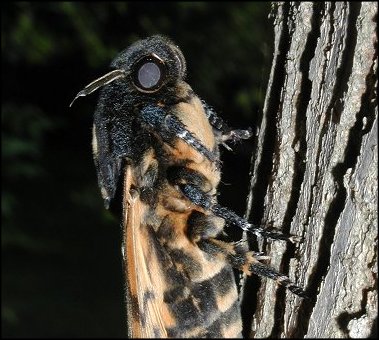 Acherontia atropos 7