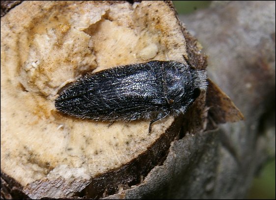 Acmaeodera cylindrica 1
