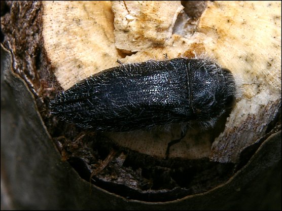 Acmaeodera cylindrica 2