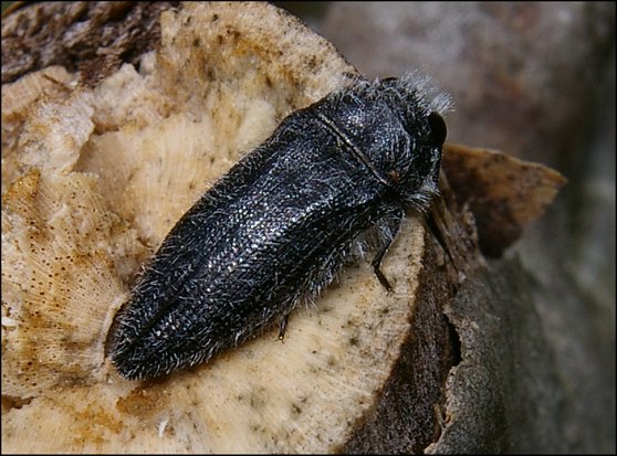 Acmaeodera cylindrica 3