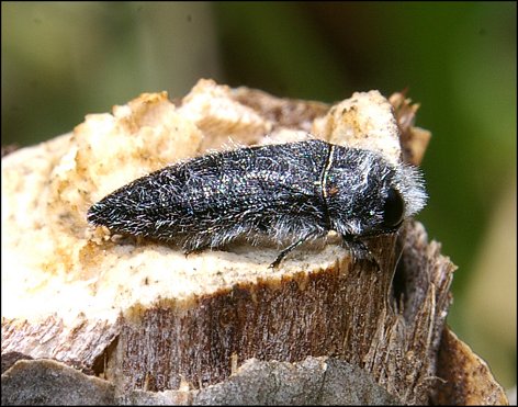 Aclmaeodera cylindrica 4