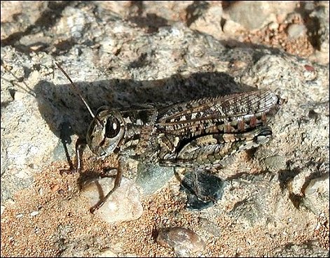 Acrotylus insubricus 1
