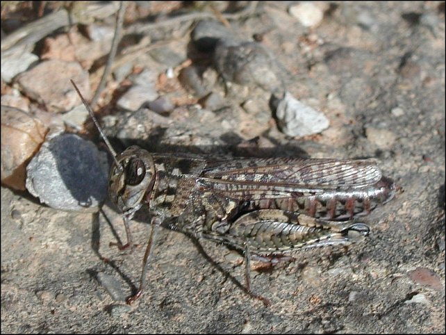 Acrotylus insubricus 2