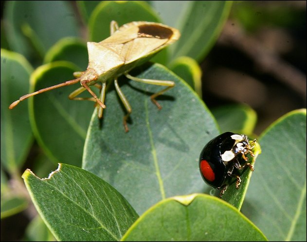 Adalia bipunctata 1