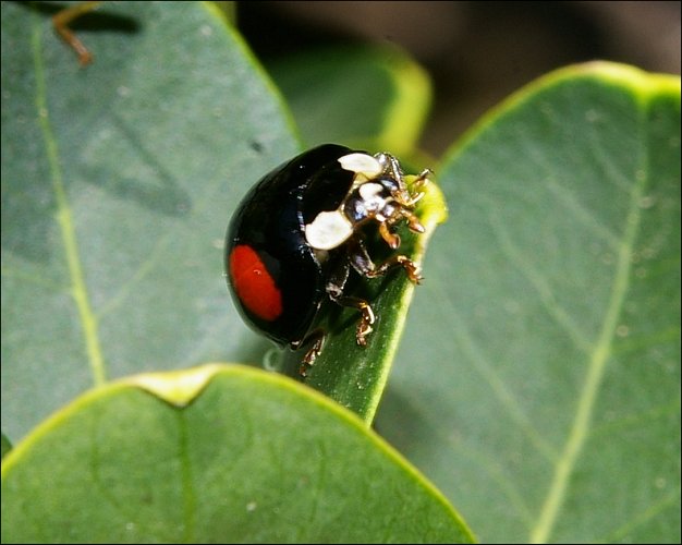 Adalia bipunctata 2