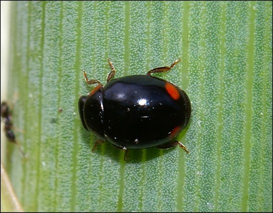 Adalia bipunctata 3