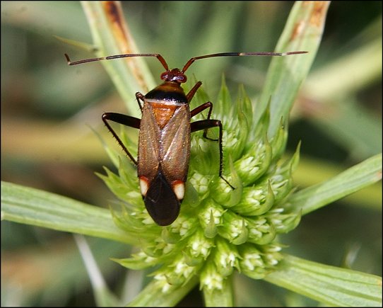 Adelphocoris vandalicus 1