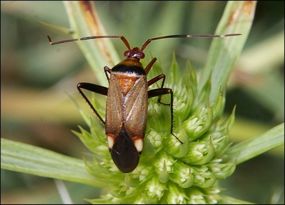 Adelphocoris vandalicus 2