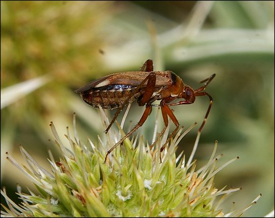 Adelphocoris vandalicus 3
