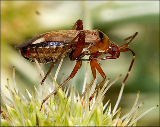 Adelphocoris vandalicus 4