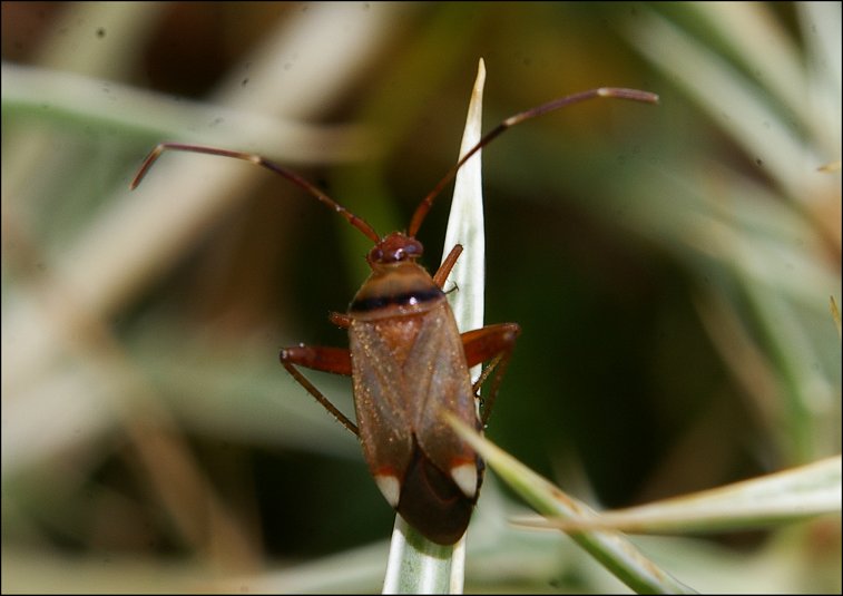 Adelphocoris vandalicus 5