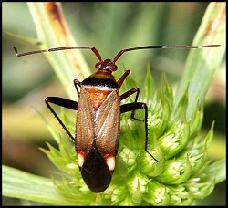 Adelphocoris