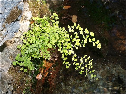 Adiantum capillus-veneris 1