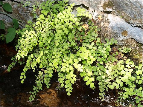 Adianthum capillus-veneris 2
