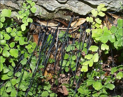 Adianthum capillus- veneris 3