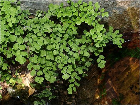 Adianthum capillus-veneris 4