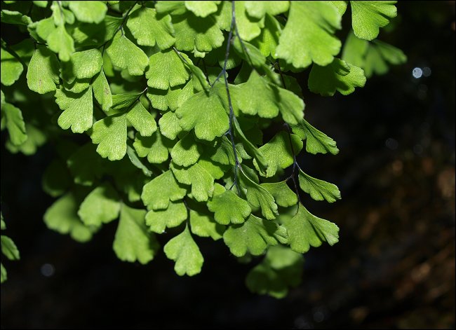 Adianthum capillus-veneris 7
