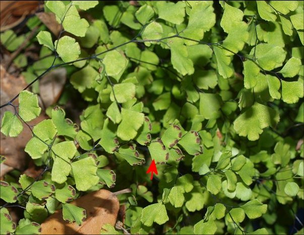 Adianthum capillus-veneris 9