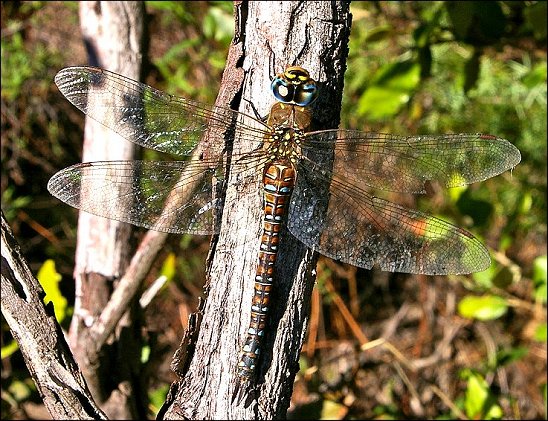 Aeshna mixta 1