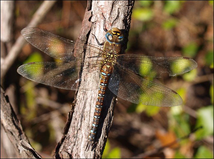 Aeshna mixta 2