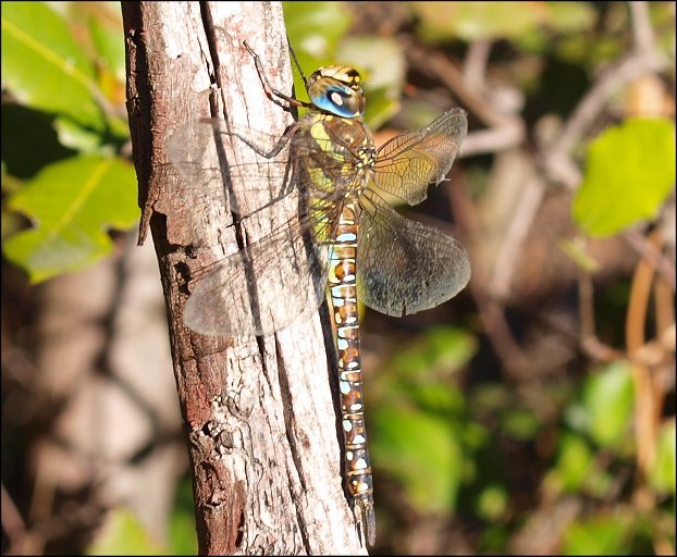 Aeshna mixta 3