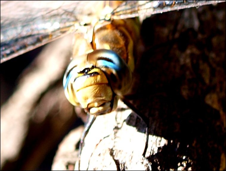 Aeshna mixta 4