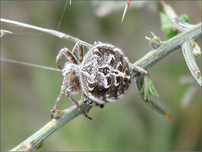 Agalenatea redii &