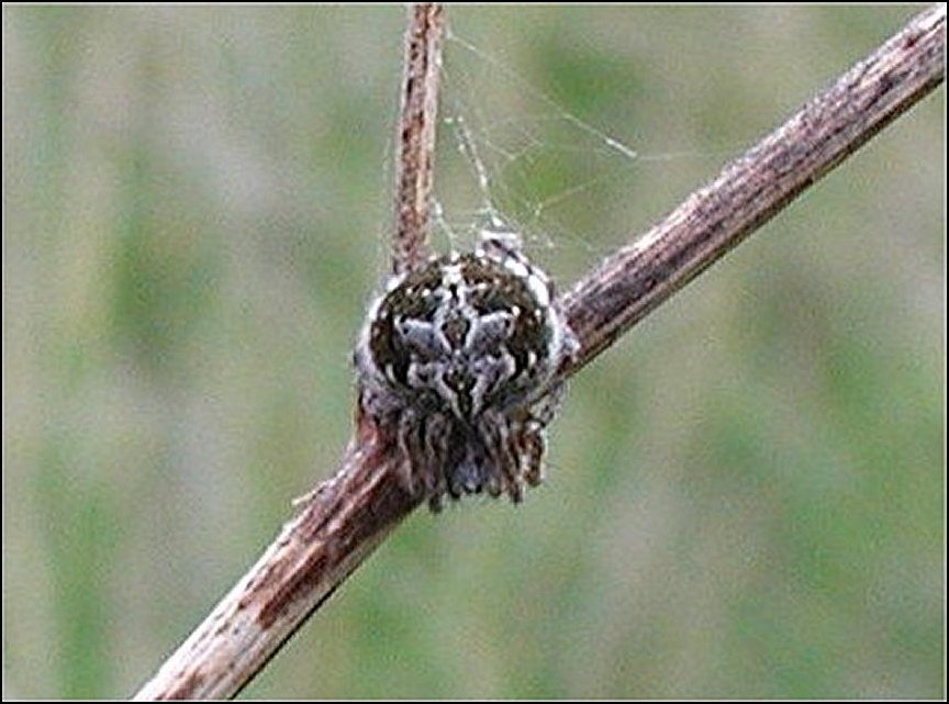 Agalenatea redii 2