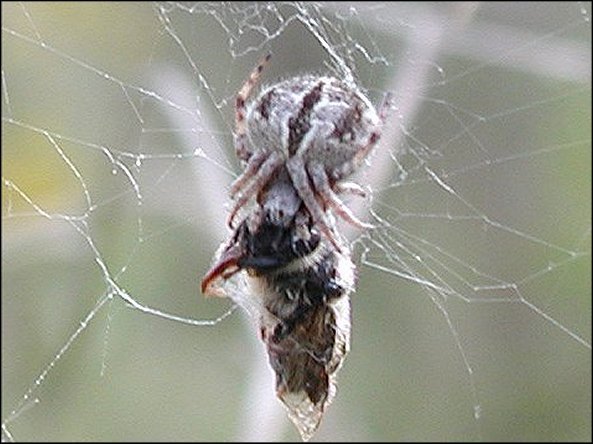 Agalenatea redii 3