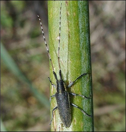 Agapanthia asphodeli 1
