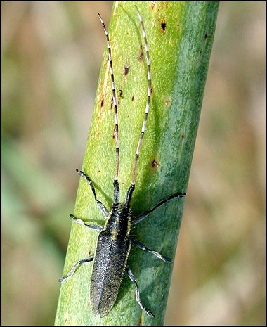 Agapanthia asphodeli 2