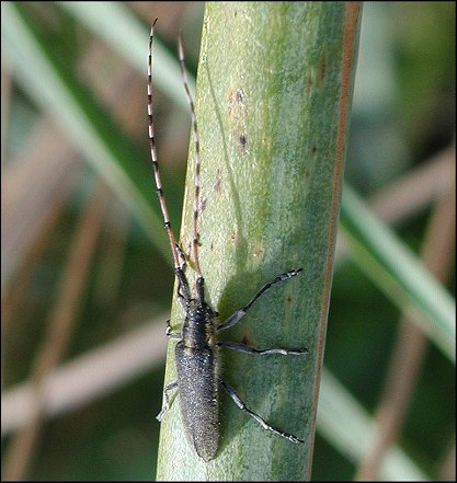 Agapanthia asphodeli 3