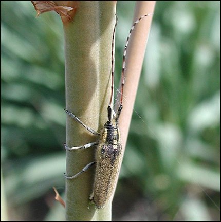 Agapanthia asphodeli 4