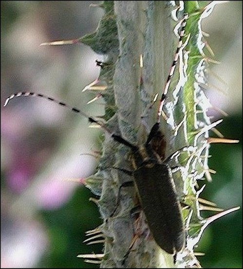 Agapanthia cardui 1
