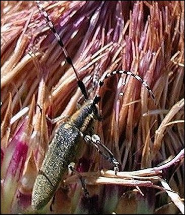 Agapanthia cardui 2