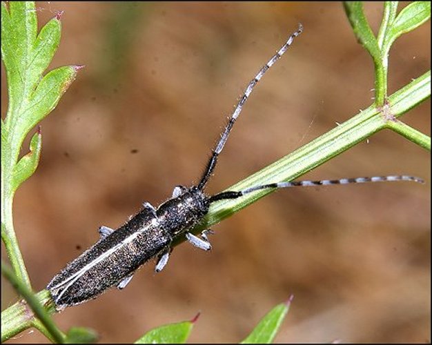 Agapanthia suturalis 1