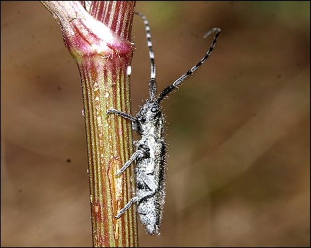 Agapanthia suturalis 2