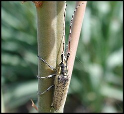 Agapanthie Asphodle