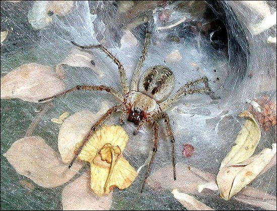 Agelena labyrinthica 1