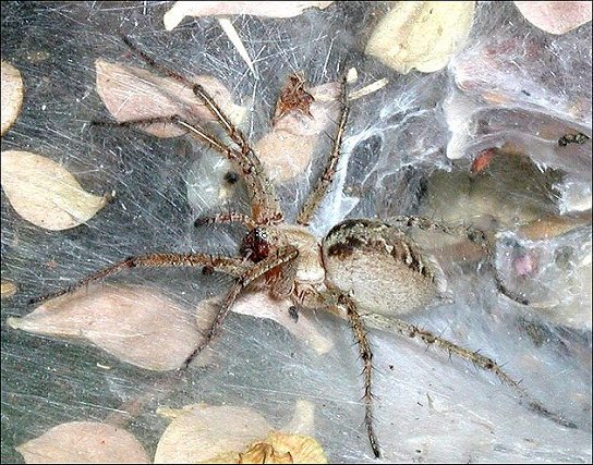 Agelena labyrinthica 2