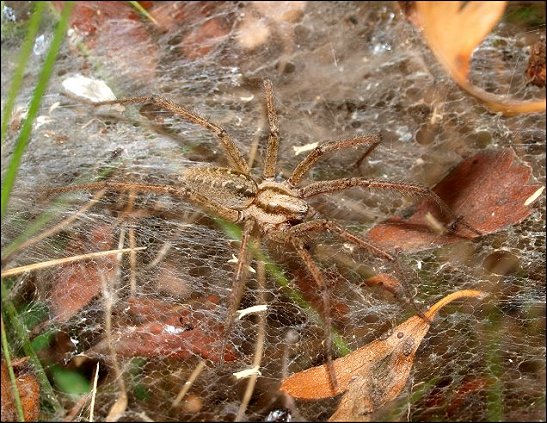 Agelena labyrinthica 3