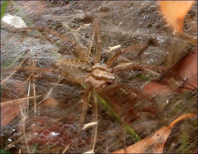 Agelena labyrinthica 4