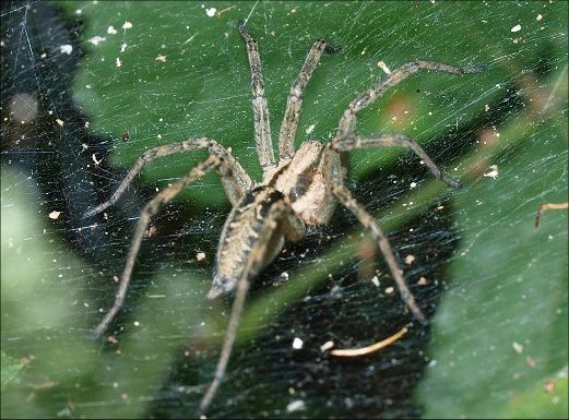 Agelena labyrinthica 5